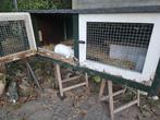 konijn, Dieren en Toebehoren, Konijnen, Vrouwelijk, Dwerg, 0 tot 2 jaar