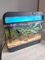 Vis Aqrium, Dieren en Toebehoren, Vissen | Aquariumvissen, Vis