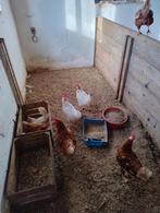 Kippen, Dieren en Toebehoren, Pluimvee, Vrouwelijk, Kip