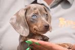 Teckel pups alle kleuren, België, Rabiës (hondsdolheid), 15 weken tot 1 jaar, Korthaar