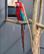 Groenvleugel ara pop gezocht, Dieren en Toebehoren, Vogels | Parkieten en Papegaaien, Vrouwelijk, Papegaai