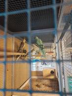 Halsbandparkiet, Geslacht onbekend, Parkiet, Geringd