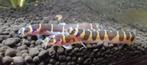 3 indische modderkruipers slangenvisjes aquarium, Vis