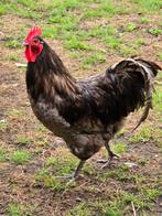 Hanen barnevelder australorp en wyandot, Dieren en Toebehoren, Mannelijk, Kip