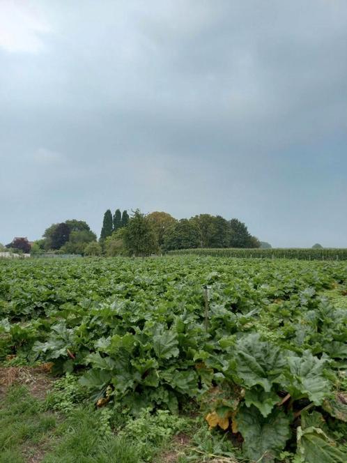 Rabarber pollen stekken planten. Frambozen rood., Tuin en Terras, Bloembollen en Zaden, Knol, Voorjaar, Volle zon, Ophalen of Verzenden