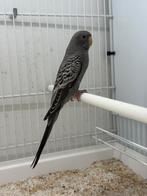 Blackface dun fallow, Dieren en Toebehoren, Vogels | Parkieten en Papegaaien, Meerdere dieren, Parkiet