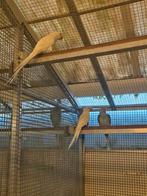 Grote alexanders, Dieren en Toebehoren, Vogels | Parkieten en Papegaaien, Meerdere dieren, Parkiet, Geringd