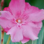 Nerium oleander Rose des Borrels meervoudige donkerroze, Ophalen of Verzenden, Zomer, Overige soorten, Volle zon