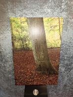 Foto canvas bos met beek (5 panelen), Ophalen, 125 cm of meer, 75 cm of meer, Print