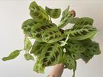 Grote maranta light veins, Ophalen of Verzenden, Overige soorten, Minder dan 100 cm