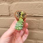 Sedum Burrito Donkeytail Hangplant, Verzenden, Vetplant, Halfschaduw, Minder dan 100 cm