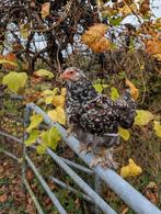 Brahma Porselein hen, Dieren en Toebehoren, Pluimvee, Vrouwelijk, Kip