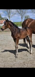 Dressuur hengst veulen, Dieren en Toebehoren, Paarden, Hengst, Dressuurpaard, Gechipt, 0 tot 2 jaar