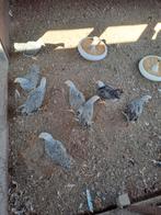Cochin kriel,  Barnevelder kriel, noord Hollandse blauwe gro, Dieren en Toebehoren, Pluimvee, Meerdere dieren, Kip