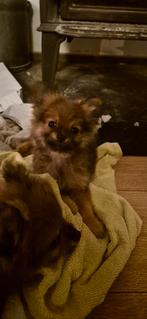 Pomeriaan teefje, Dieren en Toebehoren, Honden | Chihuahua's en Gezelschapshonden, Rabiës (hondsdolheid), 8 tot 15 weken, Teef