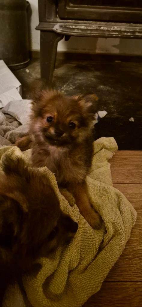 Pomeriaan teefje, Dieren en Toebehoren, Honden | Chihuahua's en Gezelschapshonden, Teef, Chihuahua, Particulier, Eén hond, Nederland