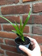 Carex Morrowii Irish Green, Ophalen, Siergrassen, Halfschaduw