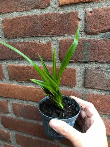 Carex Morrowii Irish Green beschikbaar voor biedingen