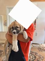 Puppy Turkse Kangal te koop, Dieren en Toebehoren, Honden | Herdershonden en Veedrijvers, Reu, 8 tot 15 weken, Eén hond, Herder
