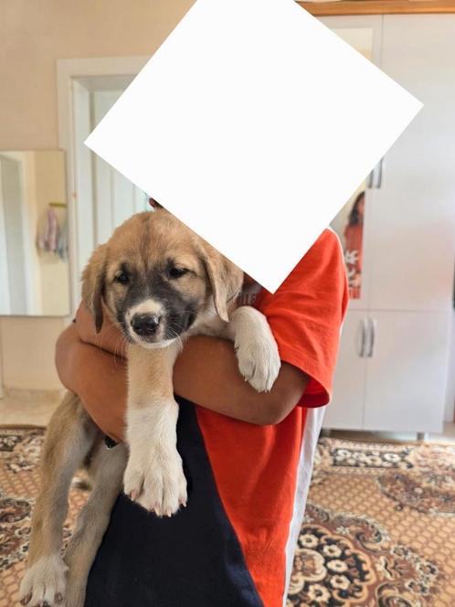 Puppy Turkse Kangal te koop, Dieren en Toebehoren, Honden | Herdershonden en Veedrijvers, Reu, Herder, Particulier, Eén hond, Nederland