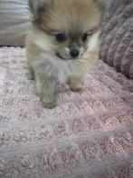 Pomchi       Moeder chiw. Vader pomeriaan, Dieren en Toebehoren, Honden | Chihuahua's en Gezelschapshonden, Parvo, Overige rassen