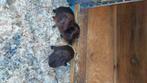 Goud agouti cavia’s beertje, Dieren en Toebehoren, Cavia, Mannelijk, Tam, September