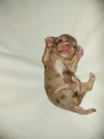 Choco merle tan (wit), December, Mannelijk