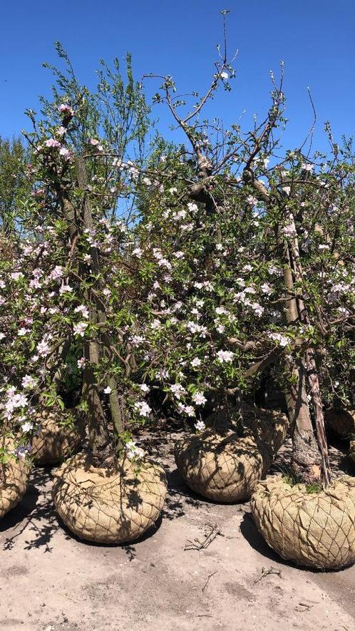 De mooiste oude volwassen appelbomen klein en groot vanaf 13, Tuin en Terras, Planten | Fruitbomen, Appelboom, Lente, Ophalen