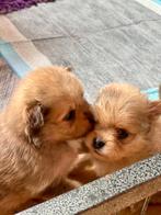 Dwergkeesjes puppy's!, Dieren en Toebehoren, Keeshond, 8 tot 15 weken, Meerdere, Meerdere dieren