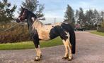 Drachtige 6 jarige merrie, Dieren en Toebehoren, Paarden, Merrie, Gechipt, 3 tot 6 jaar, 160 tot 165 cm