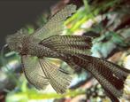 Ancistrus (algeneters) long fin, Dieren en Toebehoren, Vis, Zoetwatervis