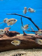 Aequidens portalegrensis - groene acara, Vis