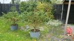 2 Kerstbomen in pot, Ophalen