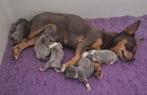 Prachtige blauw griijze chihuahua pups te koop!, Dieren en Toebehoren, Honden | Chihuahua's en Gezelschapshonden, Parvo, Reu, 8 tot 15 weken