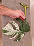 Monstera Albo Variegata Stekken kamerplant, Huis en Inrichting, Kamerplanten, Ophalen of Verzenden, Halfschaduw, Minder dan 100 cm