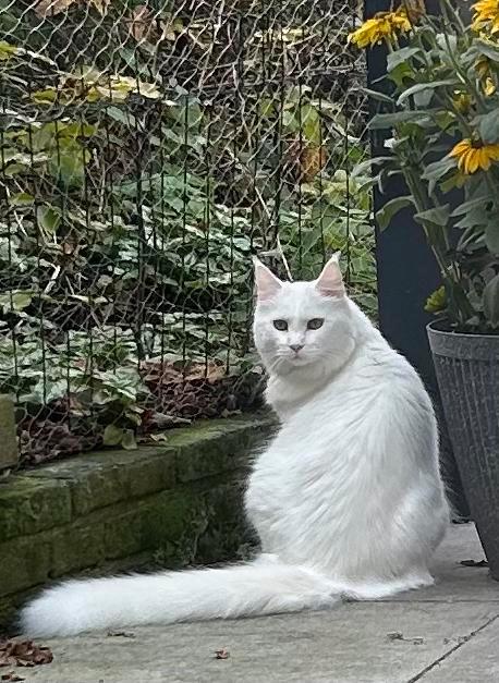 Witte kater main coon van bijna anderhalf jaar, Dieren en Toebehoren, Katten en Kittens | Overige Katten, Kater