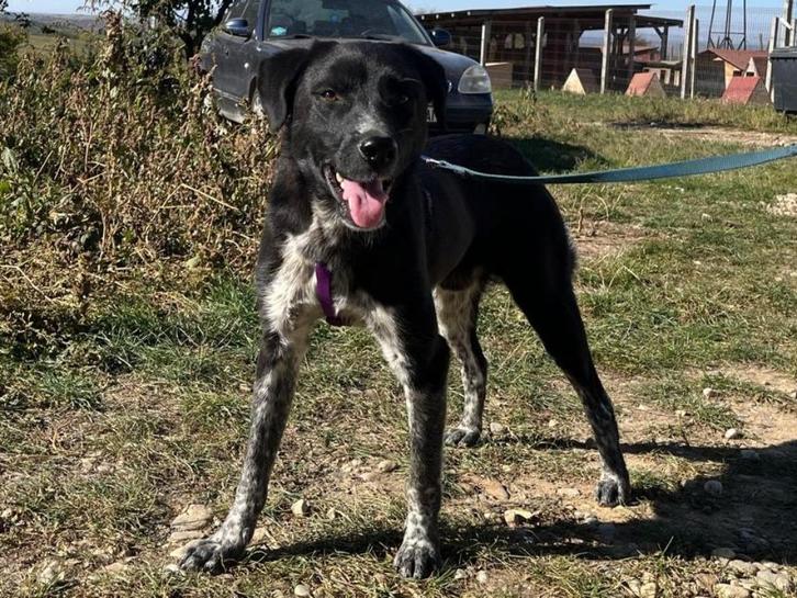 Speedy, een lieve, vrolijke enthousiaste knul, Dieren en Toebehoren, Honden | Niet-rashonden, Middel, Reu, Particulier, Eén hond