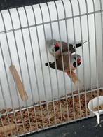 Koppel spitsstaarten, Meerdere dieren, Tropenvogel