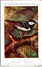 Zwarte mees – Nº14 – Antique Belgian Museum History Print, Verzamelen, Ansichtkaarten | Dieren, Verzenden, Ongelopen, Vogel