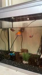 4 vissen met aquarium, Ophalen, Gebruikt, Filter of Co2