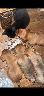 Te koop, jackrussel pups, Dieren en Toebehoren, Rabiës (hondsdolheid), Jack Russell Terriër, 8 tot 15 weken, Meerdere dieren