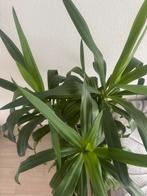 Yucca, Tuin en Terras, Ophalen of Verzenden, Volle zon, Overige soorten, 100 tot 250 cm
