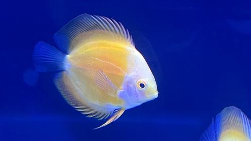 Ontdek de Betovering van Discusvissen!, Dieren en Toebehoren, Vissen | Aquariumvissen, Vis