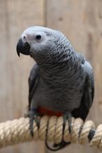 Jonge Baby Grijzeroodstaart papegaaien | Handtam | Verwacht, Dieren en Toebehoren, Vogels | Parkieten en Papegaaien, Meerdere dieren