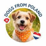 Help dieren in Polen een warm thuis te vinden, Ophalen, Honden