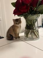 Prachtige British Shorthair kittens, Dieren en Toebehoren, Katten en Kittens | Raskatten | Korthaar, Meerdere dieren, Ontwormd