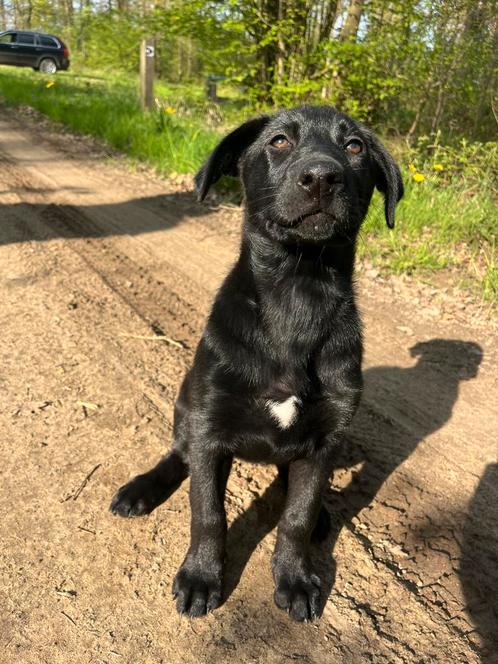 Teefje Lola, Dieren en Toebehoren, Honden | Niet-rashonden, Middel, Teef, Particulier, Eén hond, Nederland, 8 tot 15 weken, CDV (hondenziekte)