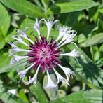 Bergkorenbloem Snow Amethyst, Overige soorten, Volle zon, Vaste plant, Ophalen of Verzenden