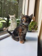 Maine coon kruising, Meerdere dieren