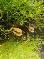 Ancistrus Albino te koop, Vis